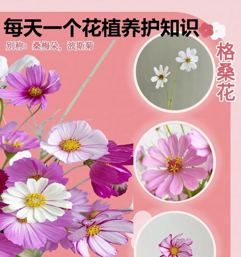 白色波斯菊的花语（白色波斯菊的花语及其深层寓意）