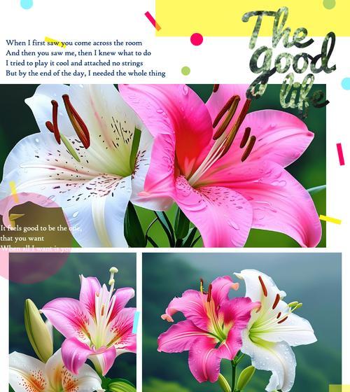 百合花的寓意与象征（纯洁、祝福与希望）