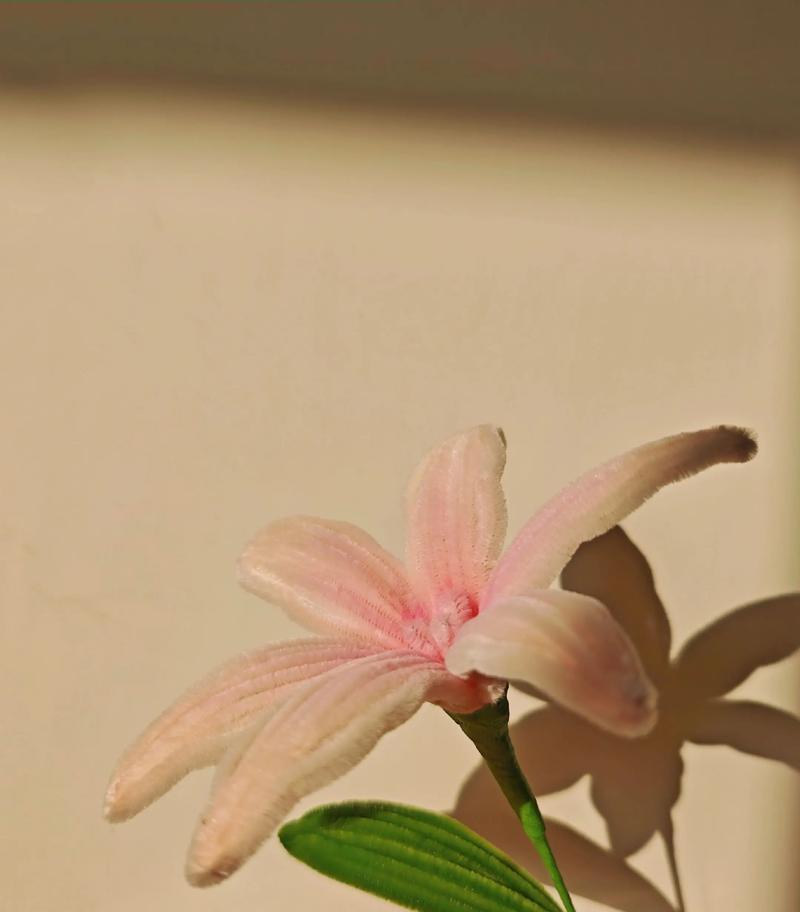 百合花的寓意与象征（纯洁、祝福与希望）
