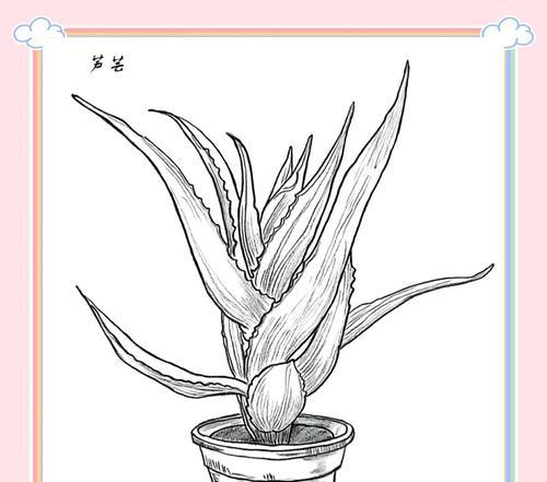 红叶芦荟的花语（红叶芦荟的花语和寓意，以及与人生的共通之处）