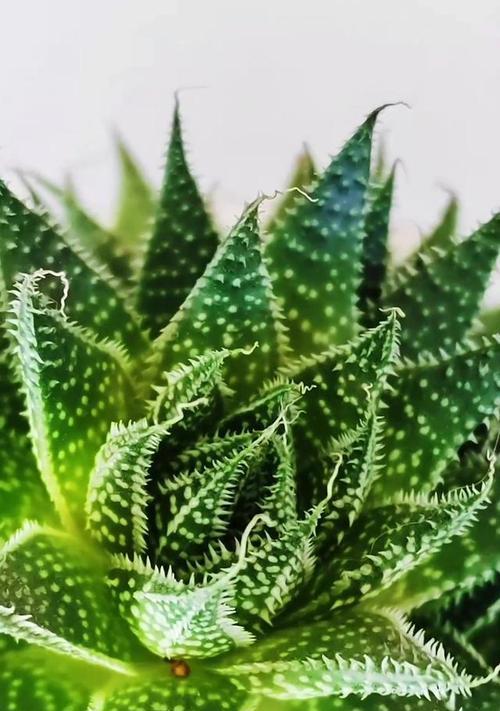 红叶芦荟的花语（红叶芦荟的花语和寓意，以及与人生的共通之处）