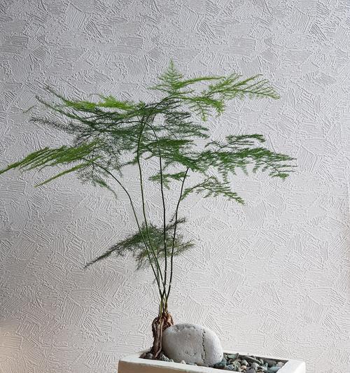 文竹的象征意义与寓意（揭秘文竹的独特寓意及其文化内涵）