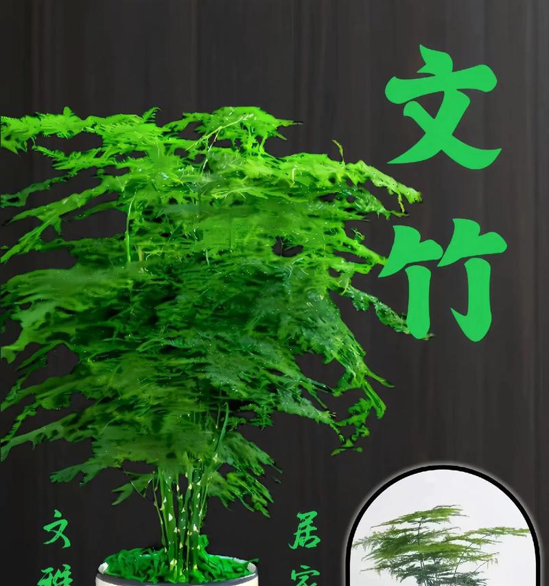 文竹的象征意义与寓意（揭秘文竹的独特寓意及其文化内涵）