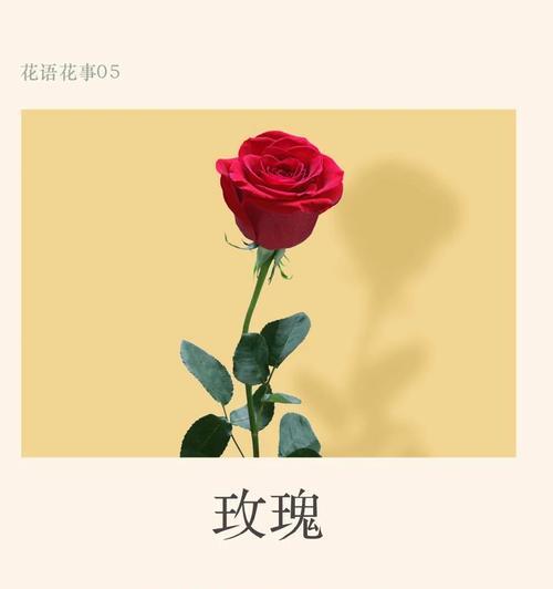 玫瑰花语（探索玫瑰花的世界，解读花语之谜）