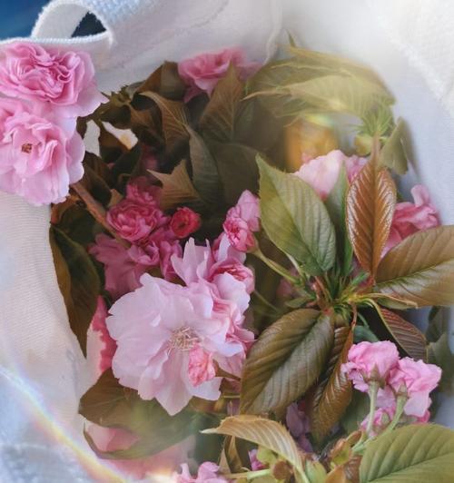坚韧不拔的花朵（不屈不挠的花朵怎样教会我们坚持）