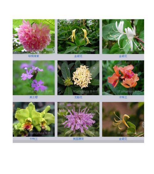 观叶海棠的花语与意义（探寻叶海棠花语的深层内涵）