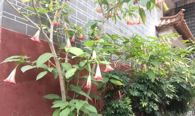 曼陀罗花（探寻曼陀罗花背后的秘密与谎言）