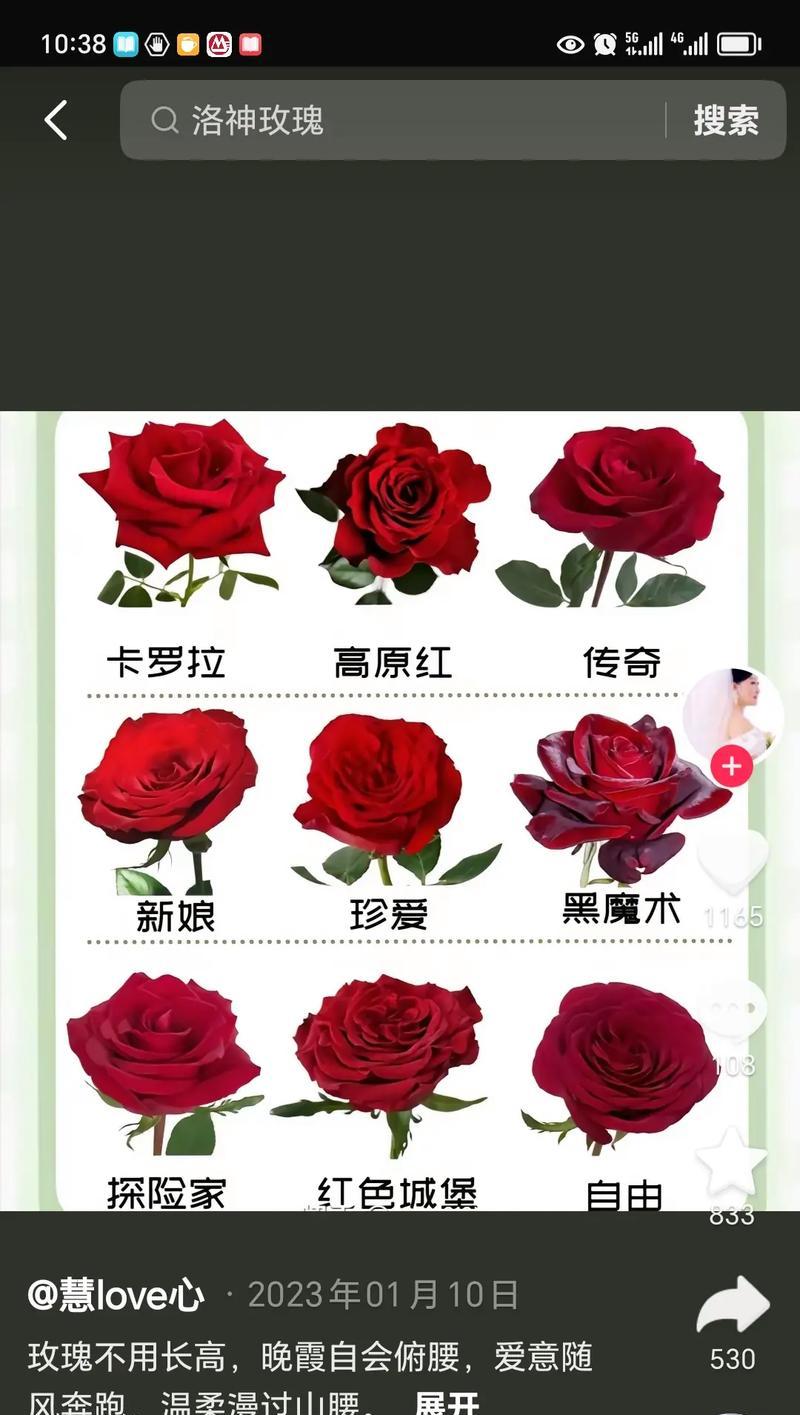 玫瑰的数量寓意及其象征意义（深入玫瑰花语，探寻数量的含义）