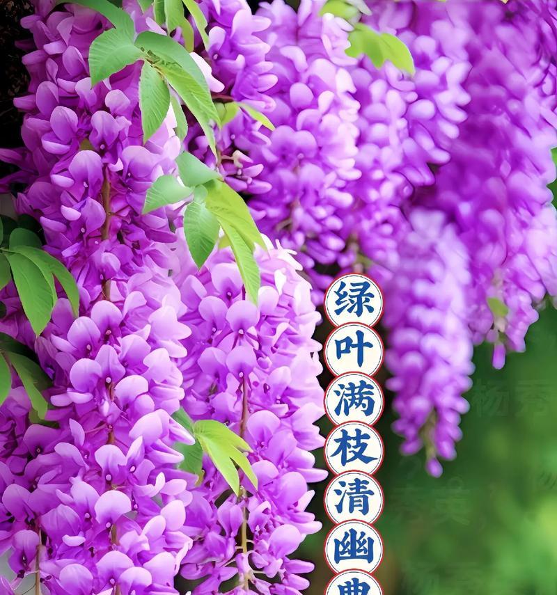 紫藤花（探寻紫藤花的文化内涵和象征意义）