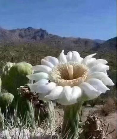 以依米花的花语是什么？（解读以依米花的隐藏信息）