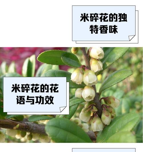 以依米花的花语是什么？（解读以依米花的隐藏信息）