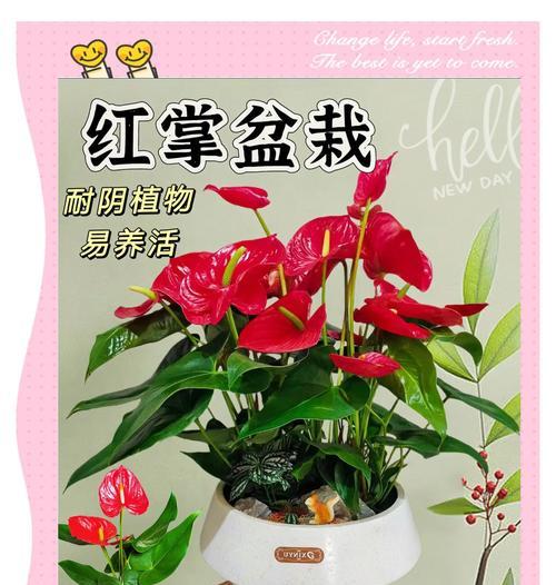 红掌花语象征与寓意的探索（探寻红掌花语的深层含义与传承）