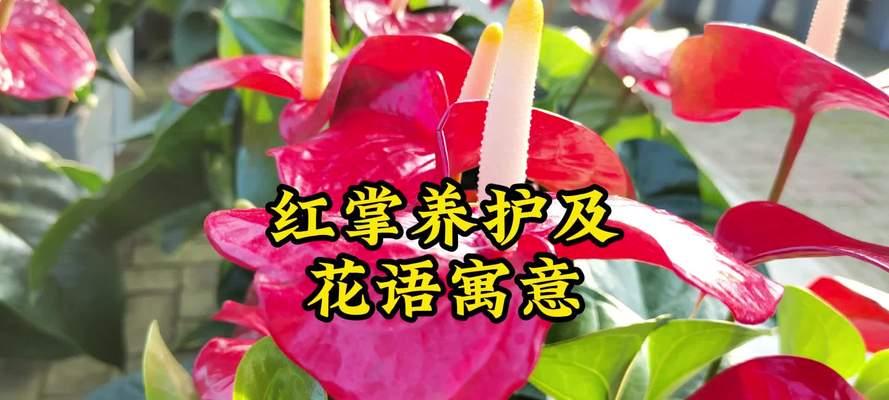 红掌花语象征与寓意的探索（探寻红掌花语的深层含义与传承）