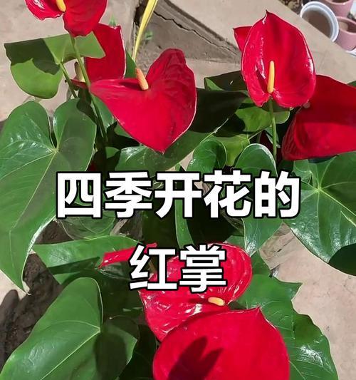 红掌花语象征与寓意的探索（探寻红掌花语的深层含义与传承）