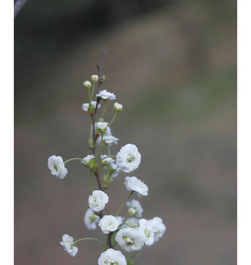绣线菊（美丽的绣线菊花语与寓意）