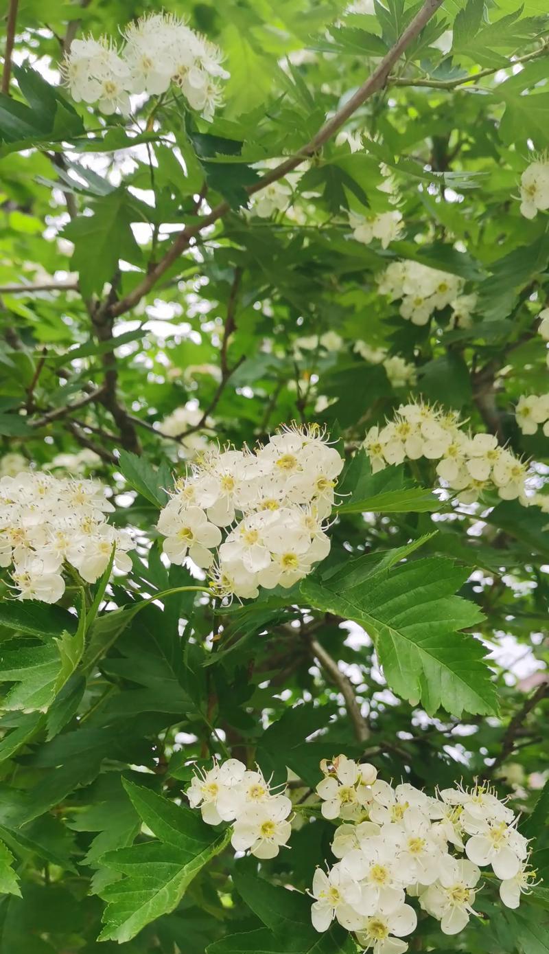 以杏花古代别称的花语及寓意（揭秘杏花在古代文化中的象征意义和传统用途）