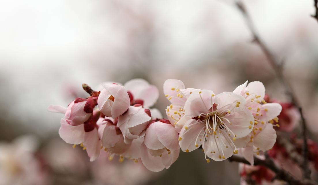 以杏花古代别称的花语及寓意（揭秘杏花在古代文化中的象征意义和传统用途）