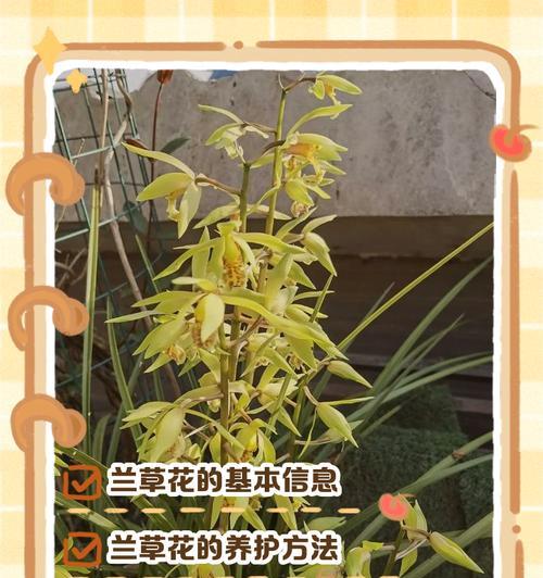 以杏花古代别称的花语及寓意（揭秘杏花在古代文化中的象征意义和传统用途）