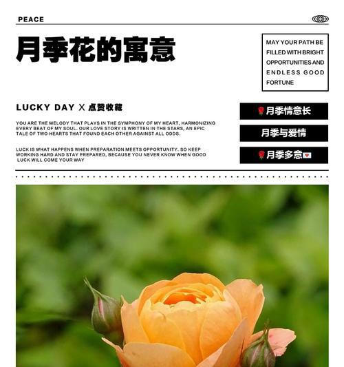 月季花的寓意与象征（探索月季花的深层含义，了解其象征的多样性）