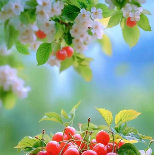 白杨树开花之美——探索开花代表的寓意（白杨树开花的盛景与象征意义）