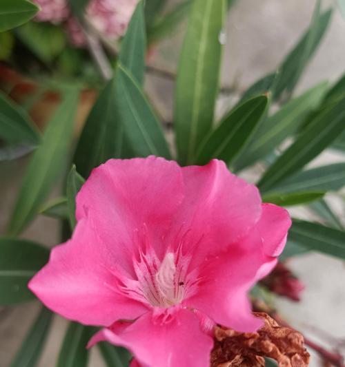 夹竹桃花语与其意义（探寻夹竹桃花语的深层含义）