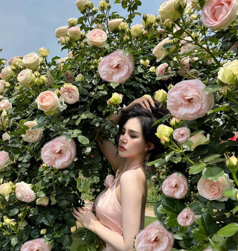 花语解读（探秘花朵的暗示，解读单身状态的花语之谜）