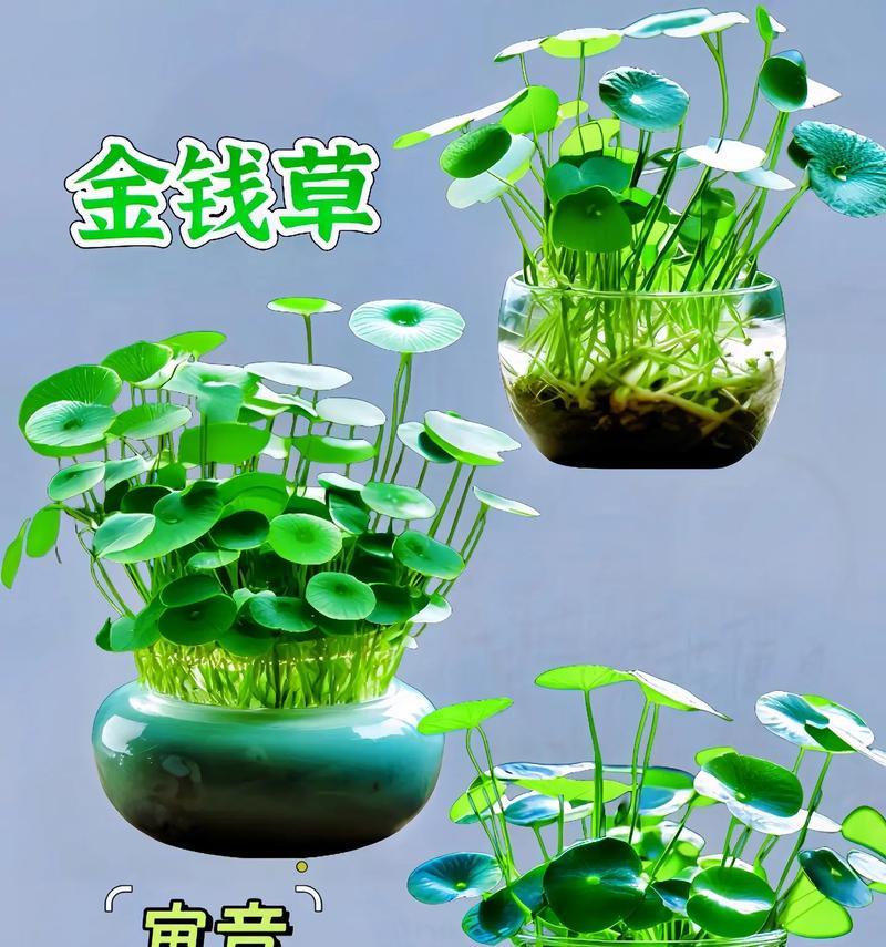 双生莲（双生莲花语的解读及人生智慧探索）