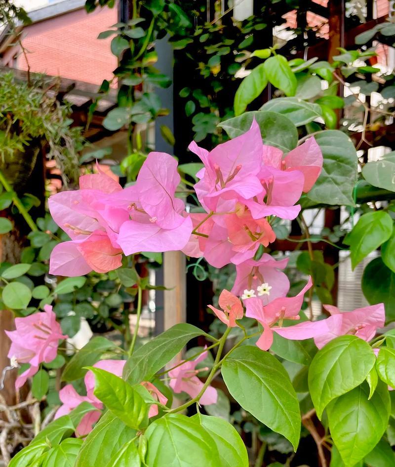三角梅花语的美丽寓意（探究三角梅的花语以及其传达的情感与寓意）