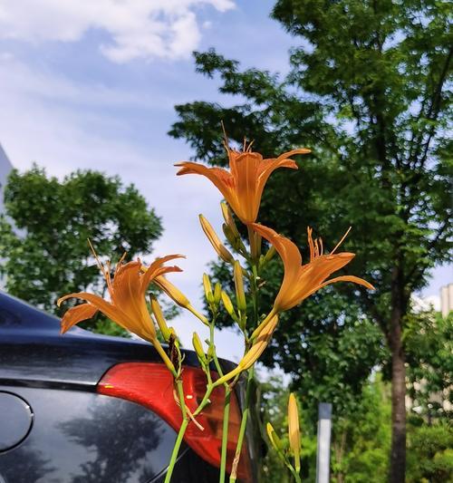 善良之花——以什么花代表善良（花开善良世界，一朵花的力量）
