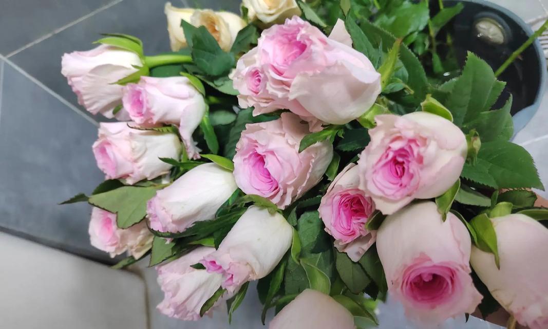 善良之花——以什么花代表善良（花开善良世界，一朵花的力量）