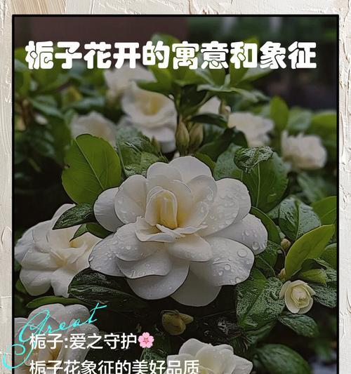 栀子花的美丽与寓意（探寻栀子花的文化内涵与象征意义）