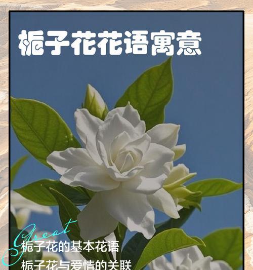 栀子花的美丽与寓意（探寻栀子花的文化内涵与象征意义）