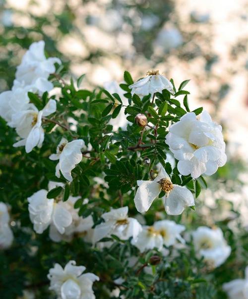 告别之花（百合花语、告别、离别、永别）