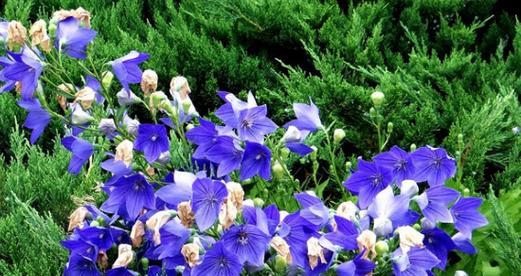 告别之花（百合花语、告别、离别、永别）