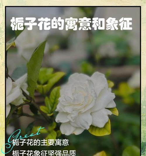栀子花——香气四溢的花海（花开如梦，芬芳洋溢，探寻栀子花的神秘之美）