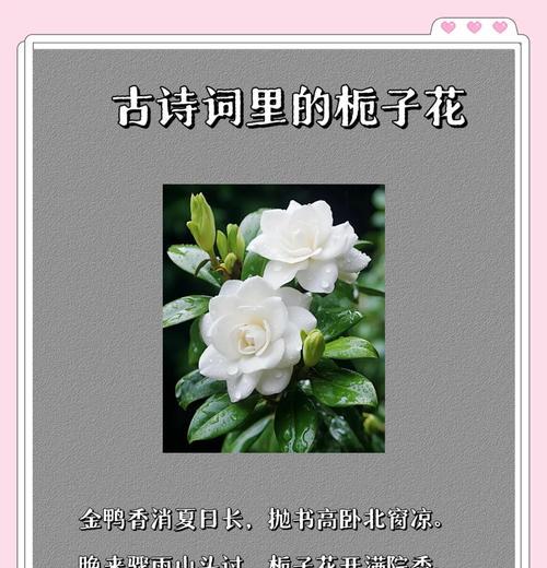 栀子花——香气四溢的花海（花开如梦，芬芳洋溢，探寻栀子花的神秘之美）