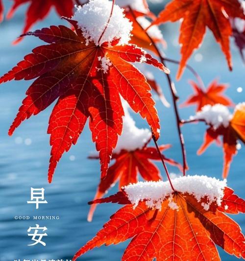 以向日葵的花语放下过往（阳光照耀下，向日葵教会我们如何放下过去的伤痛）