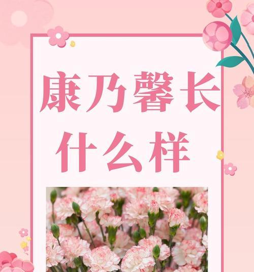 康乃馨的象征意义（康乃馨花的美丽与含义）