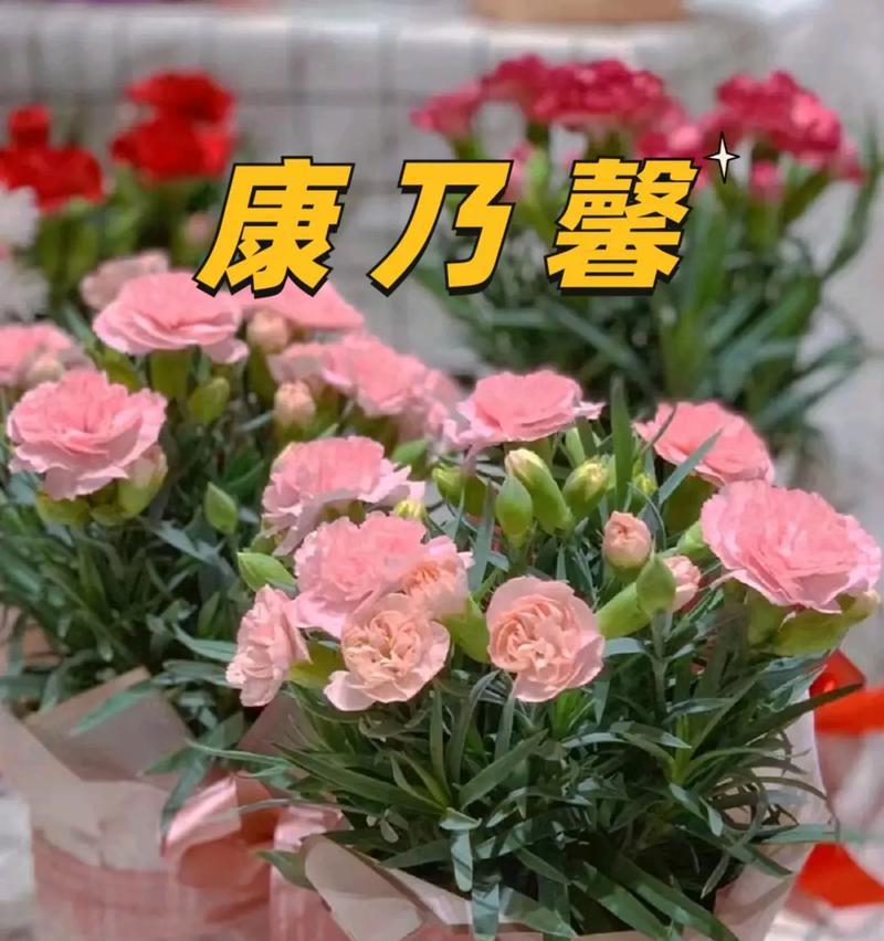 康乃馨的象征意义（康乃馨花的美丽与含义）