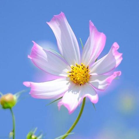 洋甘菊的花语与含义（揭开洋甘菊的花语，让花朵诉说情感）